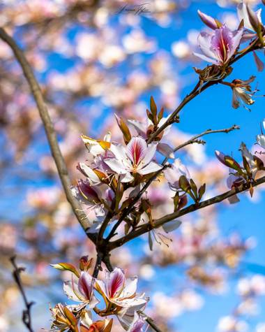 lorenatofanph en Hamelin: Flora  (Valencia), Bauhinia variegata, #flora21 