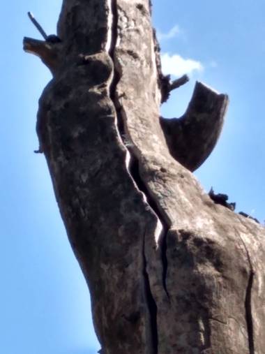 GrachuV. en Hamelin: Flora, Árbol seco...