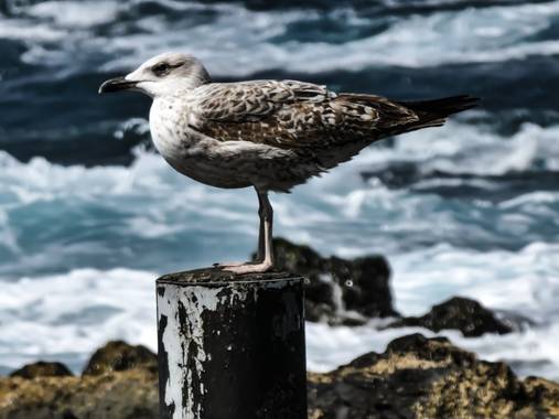 rqsalcedo en Hamelin: Fauna  (Las Palmas de Gran Canaria)