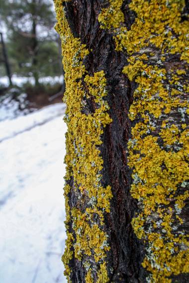 Yai_22 en Hamelin: Flora  (Alcoy)