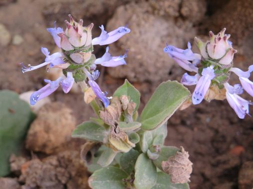 Solerantonio2 en Hamelin: Flora  (Almería), Planta