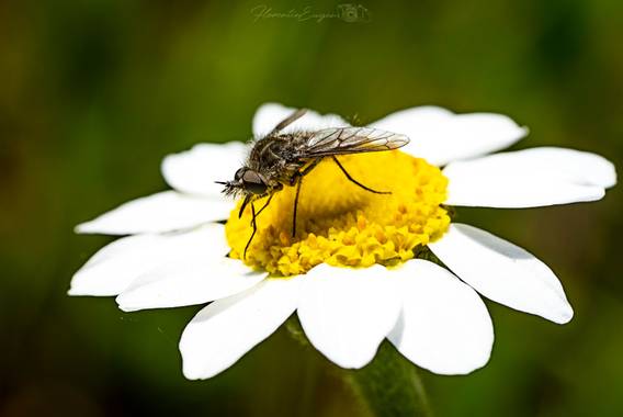 Florentinoeugenio en Hamelin: Fauna  (Coslada), #mosca 