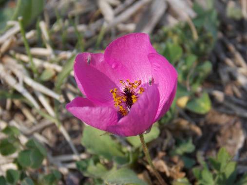 Juani✨ en Hamelin: Flora  (Victoria), #flora21