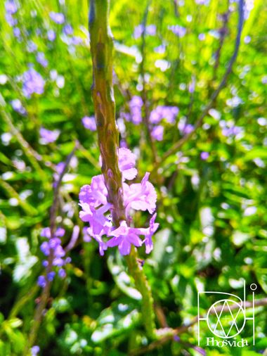 nelsonjmelendez en Hamelin: Flora  (Sucre), #flower #flor #verbenaofficinalis #verbena #flores #silvestre #venezuela