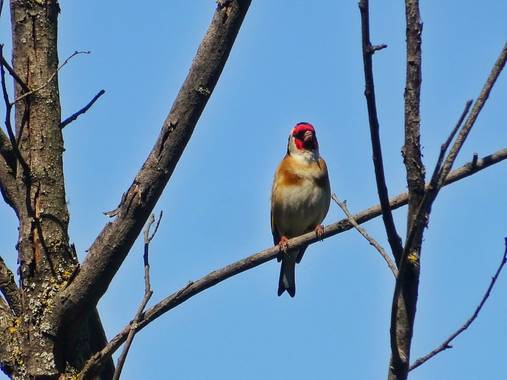 Mivilor68 en Hamelin: Fauna  (Ponferrada), Jilguero
#paparazziaves 
#jilguero 