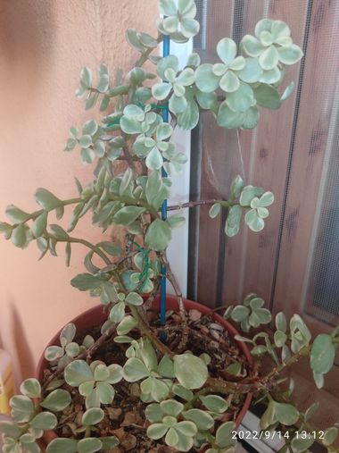 @nicorhbg en Hamelin: Flora  (Daimiel), Portulacaria afra, #plants craseas