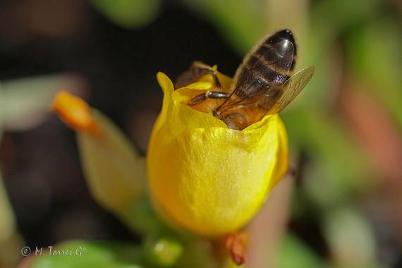manuel.torres1 en Hamelin: Flora  (El Vendrell), #flora21