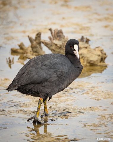 Ignoto en Hamelin: Fauna  (Muro), Fulica atra Linnaeus, 1758, #fulicaatra 