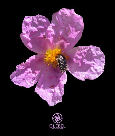 Glecha en Hamelin: Flora  (Castellón)