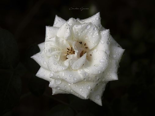 Kons en Hamelin: Flora  (La Coruña), #flowers #flower #rose #whiterose #water #white #flowerphotography 