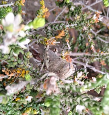 Solerantonio2 en Hamelin: Fauna  (Níjar), Insecto