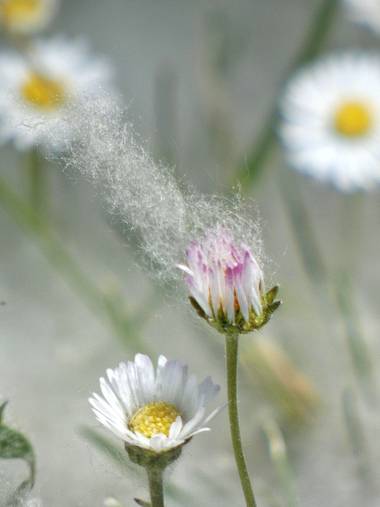 mariale en Hamelin: Flora, 📸 #marialemdza 
Luces y sombras provocadas por el viento debajo de una chopera. 
#chopo #PelusaDeChopo #BellezaNatural #Flores...