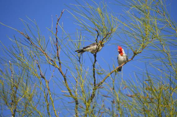 Doro en Hamelin: Fauna  (Maldonado), Paroaria coronata (J.F.Miller, 1776), Cardenal copete rojo adulto y juvenil. 
#pajareando 
#uruguay 
#aves21 