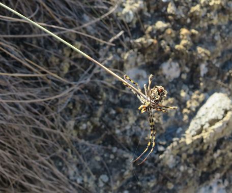 Solerantonio2 en Hamelin: Fauna  (Almería), Aracnido