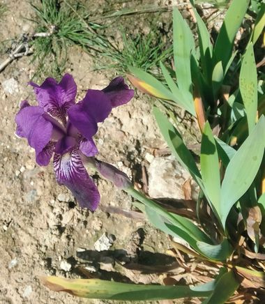 Solerantonio2 en Hamelin: Flora  (Sorbas), Planta