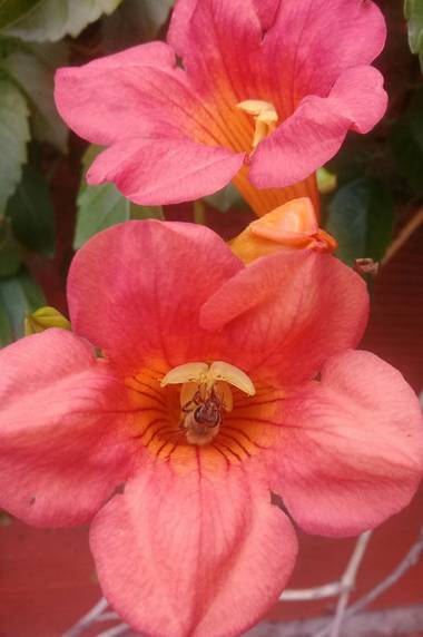 Supra3179 en Hamelin: Flora  (Chajarí), Una abeja trabajando 🐝