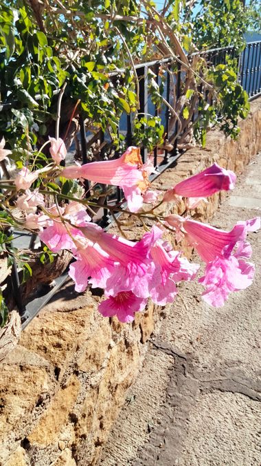 Solerantonio2 en Hamelin: Flora  (Almería), Podranea ricasoliana, Planta