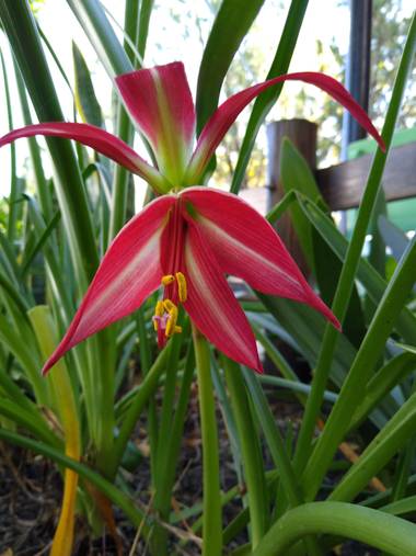 javigiordan24 en Hamelin: Flora, Sprekelia formosissima, #flora21 