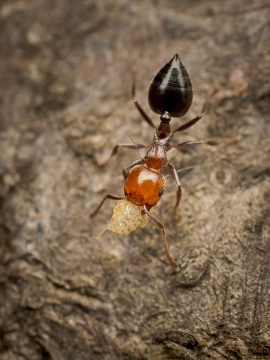 Antonio Jesús Palma Aranda en Hamelin: Fauna  (Lora del Río), 3/3 - Hormigas

➡️ Desliza para ver ampliación.

📷 OM System OM-1
🔵 M.Zuiko 60mm Macro
🔎 R...