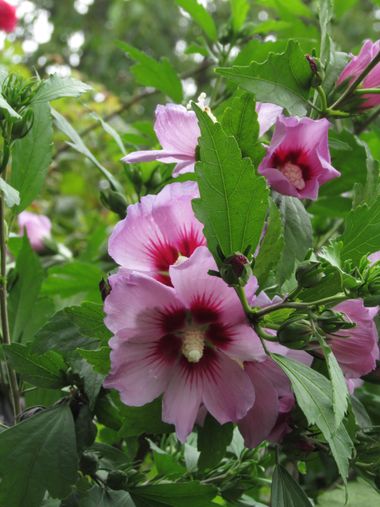 Nazartumchyk918 en Hamelin: Flora, Hibiscus syriacus, #Flowers
 #astrofotografia #agua #landscape 
 #arboles
