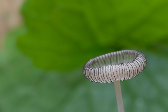 Ignicapillus en Hamelin: Observación  (SL-C 110), Seta arremangada

Cuando empiezan a escasear los insectos es que ya se acerca la temporada de setas. Y pa...