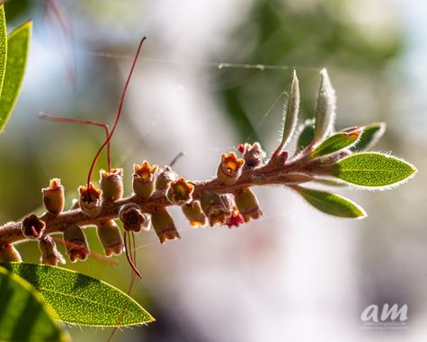 Martinezantonio.correo en Hamelin: Flora  (Madrid), #plantas