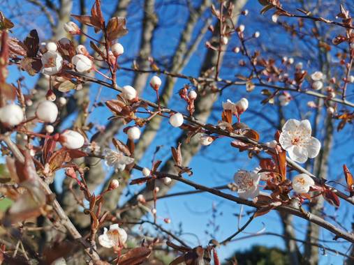 Irantzu_M en Hamelin: Flora  (Vitoria), #flores