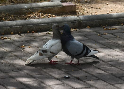 Solerantonio2 en Hamelin: Fauna  (Comarca de la Vega de Granada), Columba livia f. domestica, Ave