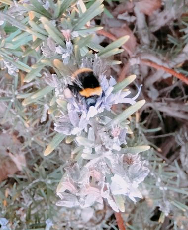 Solerantonio2 en Hamelin: Fauna  (Almería), Abejorro