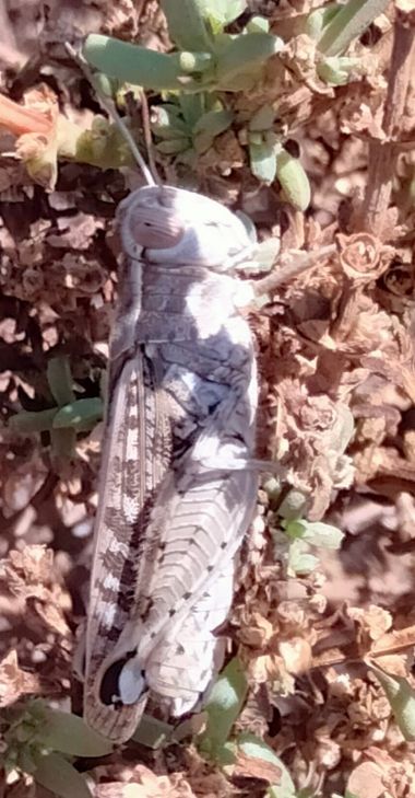 Solerantonio2 en Hamelin: Fauna  (Níjar), Insecto