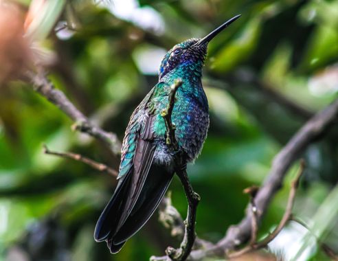 Franciss RNR  en Hamelin: Fauna  (Pimampiro), Colibri cyanotus, #Fauna #Colibri 