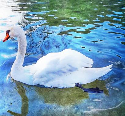 Naomi en Hamelin: Fauna  (Sabadell), Cygnus olor (Gmelin, 1789), #cisne#macho#lago#invierno20 🦢