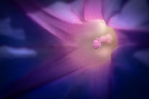 Ignicapillus en Hamelin: Flora  (Barcelonès), Ipomoea indica, Interior de Ipomea

Las ipomeas son plantas de origen americano que hace mucho se naturalizar...