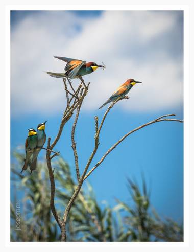 Josepmartinezmiro en Hamelin: Fauna  (Cabanes), Merops apiaster Linnaeus, 1758, FESTEJO
#aves21 #abellerols #abejaruco
