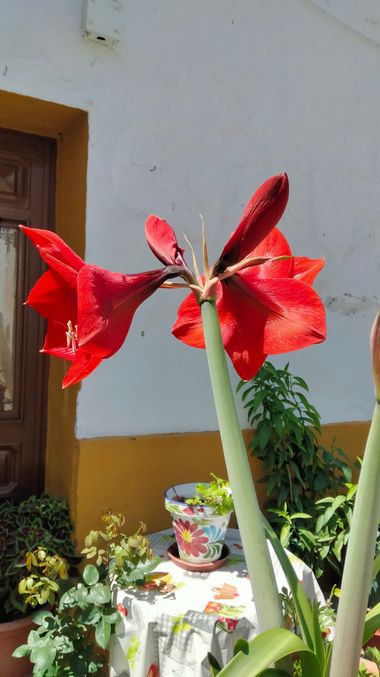 Solerantonio2 en Hamelin: Flora  (Benamargosa), Hippeastrum reginae, Plnta