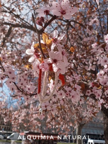 Alquimia Natural en Hamelin: Flora  (Madrid), Prunus cerasifera, #invierno2023 #primavera2023 #marzo2023 