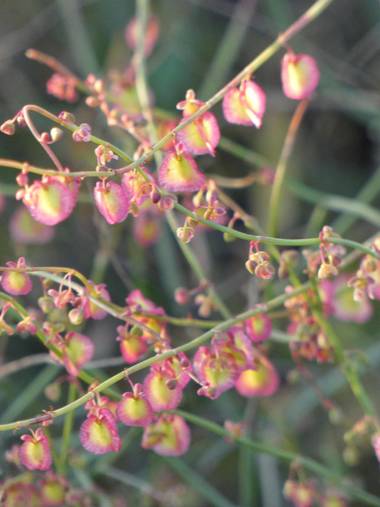 mariale en Hamelin: Flora, Rumex scutatus, 📸 #marialemdza
Provincia de Zamora, primavera 2021.
#Naturaleza #flores #floressilvestres #BellezaNatural  #Na...
