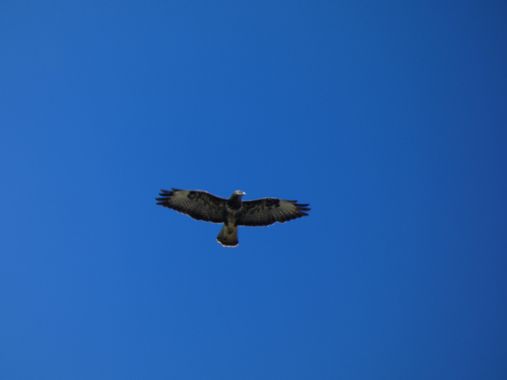 mariale en Hamelin: Fauna, Buteo buteo (Linnaeus, 1758), Hoy disfrutando y celebrando feliz en la montaña el día de Asturias, una tierra maravillosa, el h...