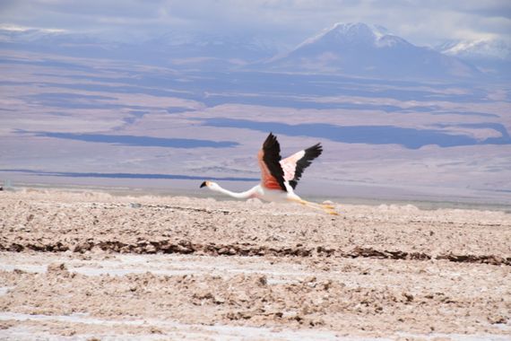 Creandoaficiones en Hamelin: Fauna, Phoenicoparrus andinus (Philippi, 1854)