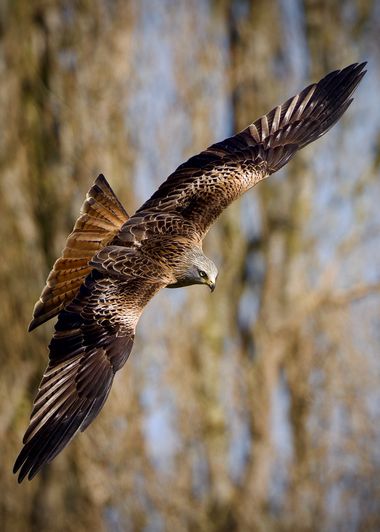 Jozsef Baricz en Hamelin: Fauna, Milvus milvus (Linnaeus, 1758), When a kite flying around 🪶

#animal #animals #bird #birds #kite #redkite #scanning #bir...