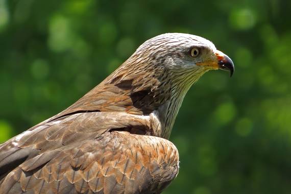 manuel.torres1 en Hamelin: Fauna  (Nuévalos), Milvus milvus (Linnaeus, 1758),  #ave  #rapaz  #naturaleza  @Milvus milvus