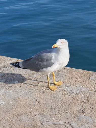 Elenatartalo29 en Hamelin: Fauna  (Barcelona), Larus michahellis J.F.Naumann, 1840, #gaviotas #puertodebarcelona 