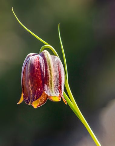 Juanfra.1791 en Hamelin: Flora  (Vélez-Blanco), Fritillaria lusitanica Wikstr., #cumplehamelin 