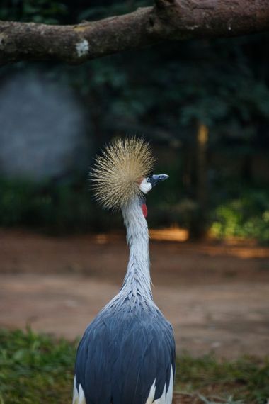 jucordivph en Hamelin: Fauna, Balearica regulorum (E.T.Bennett, 1834), Otra especie rescatada por el #guiraoga #grullas  #aves #pajaros 