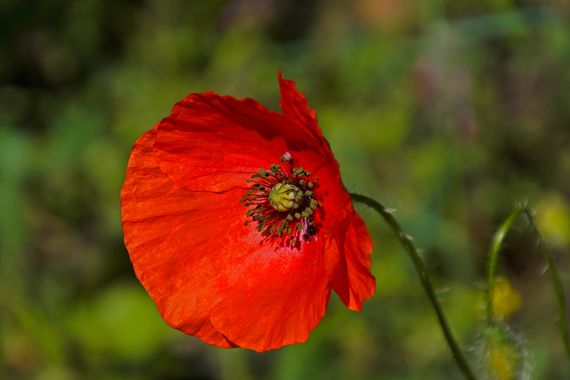 Davrod2 en Hamelin: Flora  (Patones), Roja amapola
#Flores