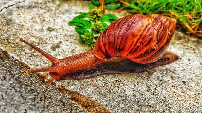 Neilmarquez en Hamelin: Fauna 