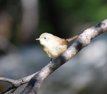 martinez.soledad en Hamelin: Fauna  (Río Pico), Troglodytes aedon Vieillot, 1809, Simplemente bello..
Sendero de bosque nativo
#patagoniaargentina 
