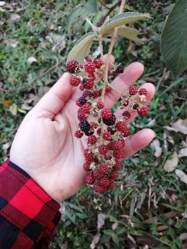Lorenavallejo27 en Hamelin: Flora  (Garagoa), Rubus ulmifolius, Fruto del campo #colombia #boyacá #Garagoa #Boyacá #mícasa #calderaarriba