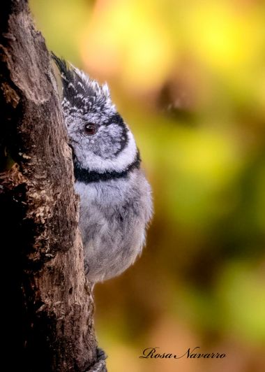 Rosa N. en Hamelin: Fauna  (Picón), Lophophanes cristatus (Linnaeus, 1758), Herrerillo capuchino.
 #aves #hamelin #avesdeespaña 