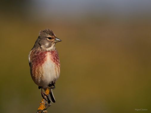 Miguelsantos_gf en Hamelin: Fauna  (Peñas de San Pedro), Linaria cannabina (Linnaeus, 1758), #aves #cumplehamelin #fauna 